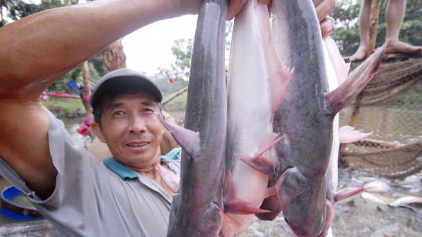 Nông nghiệp An Giang giữ vững vai trò nền tảng kinh tế