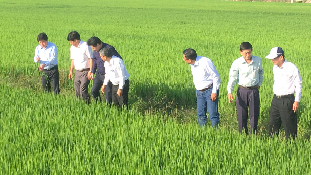 Bình Định bảo vệ môi trường đồng ruộng