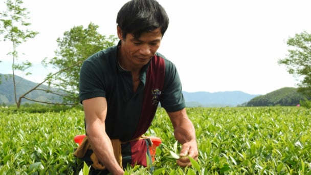 Doanh nghiệp, hợp tác xã làm 'bà đỡ'