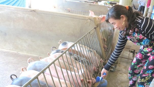 Bình Định: Tái đàn heo theo hướng bền vững