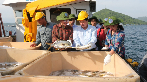 Làm chủ công nghệ nuôi cá chim vây vàng của Na Uy