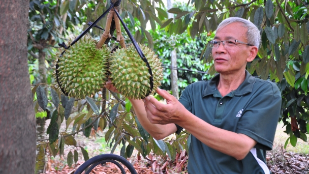 Vùng sầu riêng ngon nhất Tây Nguyên