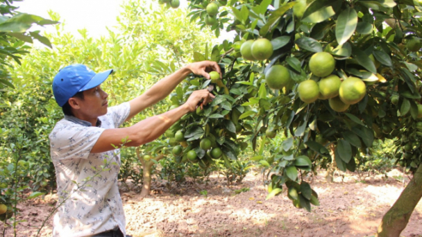 Làm gì để Nông nghiệp Việt Nam trong tốp 15 nước phát triển nhất thế giới?