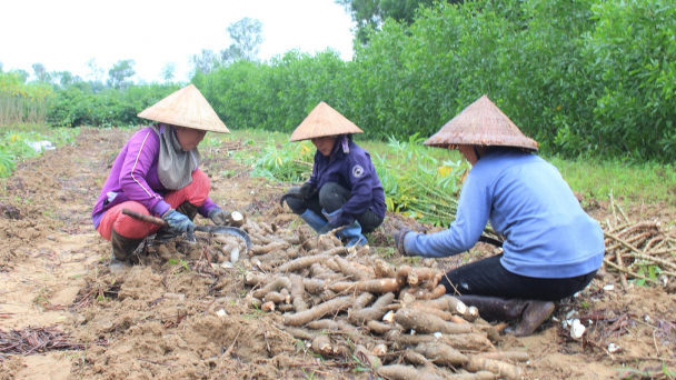 Phát triển cây sắn bền vững ở miền Trung