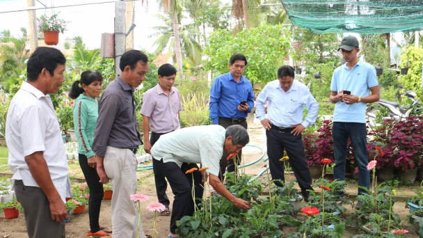 Hoa đồng tiền 'mang tiền' đến Gia An Nam