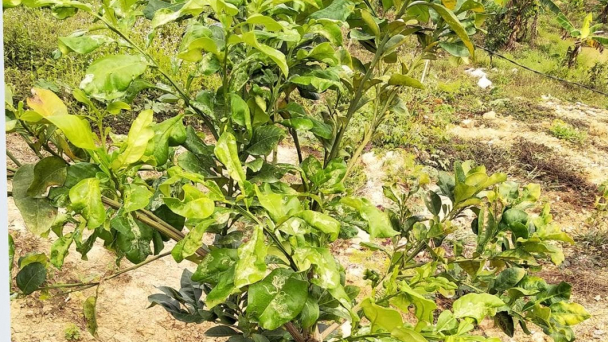 Quản lý sâu bệnh hại cây có múi
