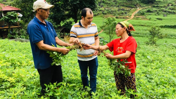 Vùng cao Lục Khu trồng lạc thoát nghèo