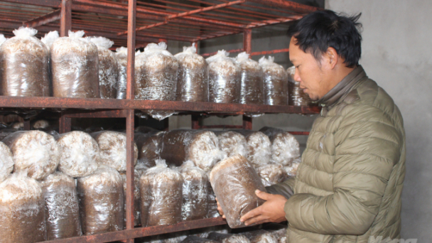 Sản phẩm OCOP nấm Nhật Bằng