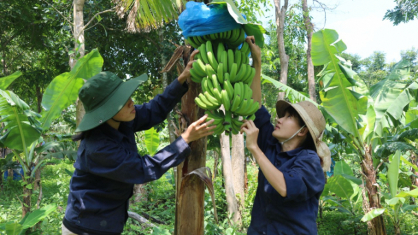 Khanh Hoa: 80% of rice, vegetable and fruit trees will apply IPHM