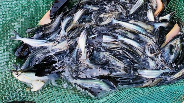 Pangasius are disease-free thanks to the right diagnosis from the breed