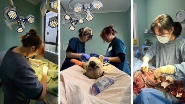 More focus on quality when training veterinary human resources