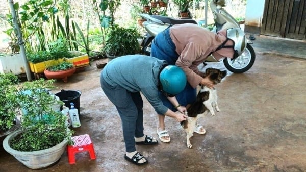 Gia Lai thoroughly vaccinates pets to prevent rabies
