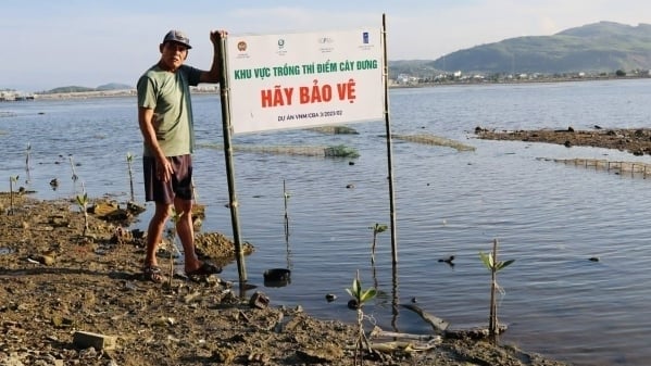 Planting red mangrove in the swamps of Sa Huynh