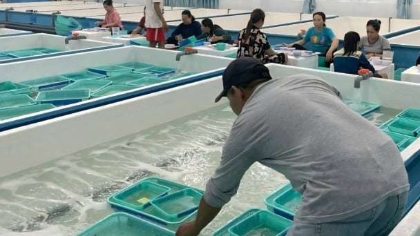 Lobster seed monitoring: Many batches of unknown origin discovered