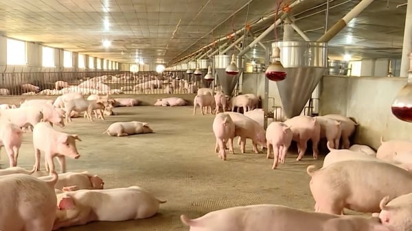 Applying digital technology in animal disease prevention: Healthy pig, clean farms thanks to digital technology