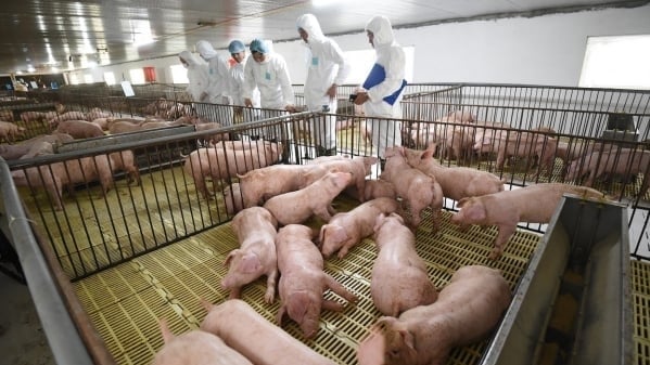 Vietnam to strengthen biosecurity in the face of new risks