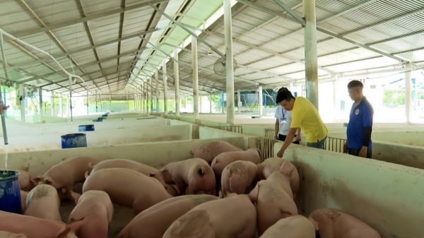 Applying digital technology in animal disease prevention: Aspiration for a digital immunity map