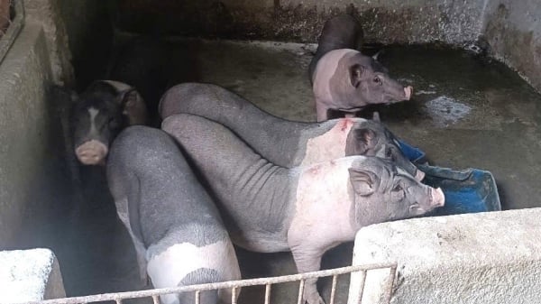African swine fever is showing complicated developments in Quang Ngai
