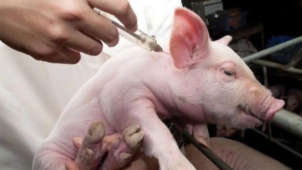 Preventing Japanese encephalitis in pigs with live vaccine
