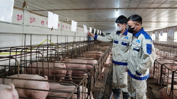 Detailed instructions on ASF vaccination are soon to be issued