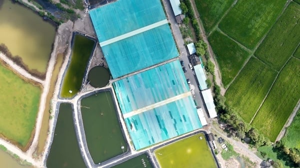 Technology is key to prevent aquatic diseases: Shrimps grow strong thanks to membrane houses