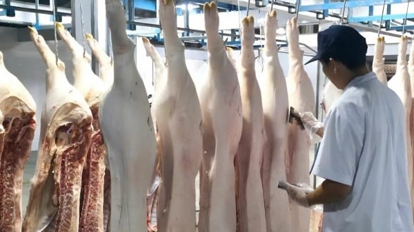 Vinh Long tightens disease control to protect year-end livestock batches