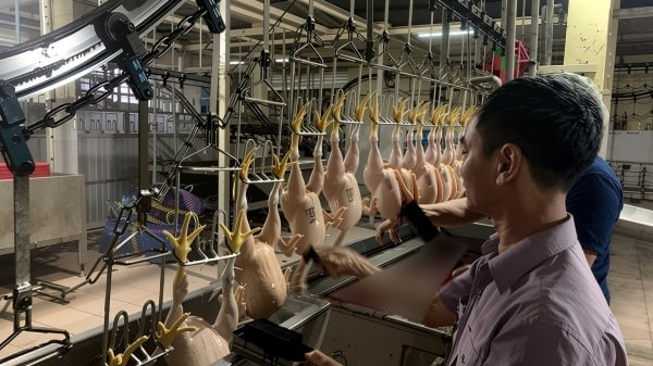 Tightens hygiene management from large to small slaughterhouses