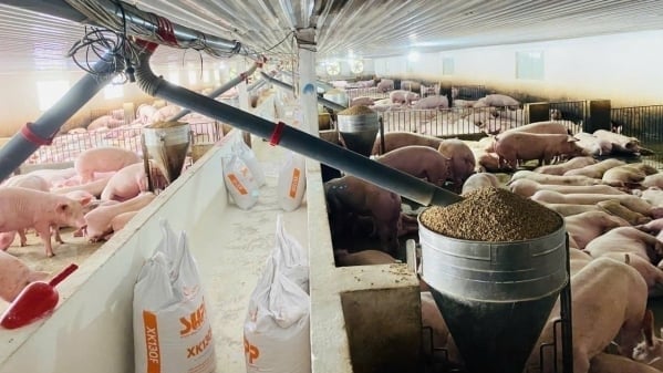 Large-scale farms in Lao Cai strictly apply farm biosecurity amid African swine fever epidemics