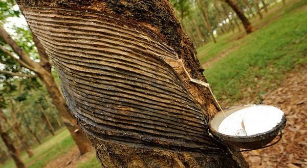 Giá cao su hôm nay 23/4/2025: Quay đầu giảm khá mạnh