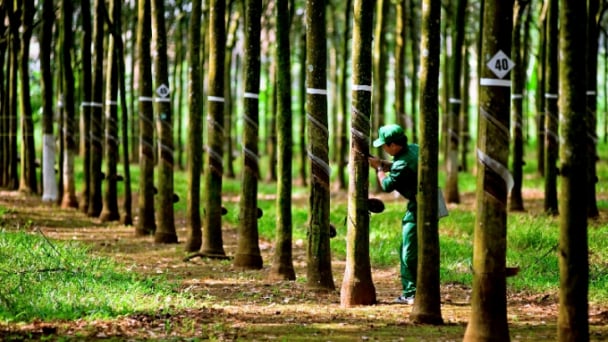 Giá cao su hôm nay 24/4/2025: Tăng giảm trái chiều