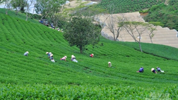 Science and technology: Unlocking new horizons for Vietnam’s tea industry