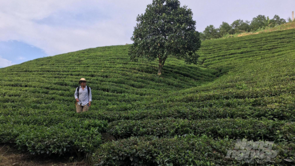Đầu xuân, thăm những đồi chè vùng cao
