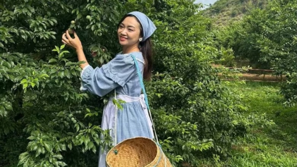 Du khách hái mận hái dâu, du lịch Mộc Châu 'hái' tiền
