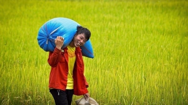 Hồn ruộng