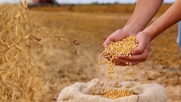 Nông dân đậu tương Mỹ chật vật giữa chi phí tăng và biến động toàn cầu