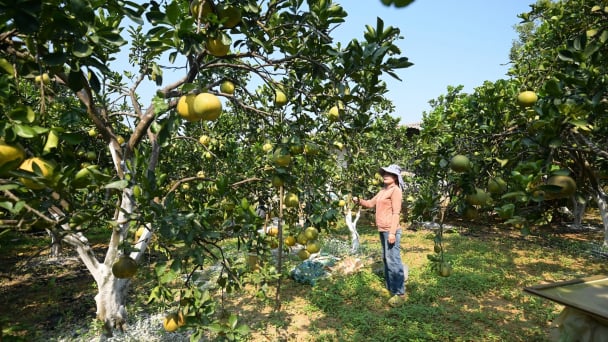 Những giải pháp căn bản để phục hồi cây có múi