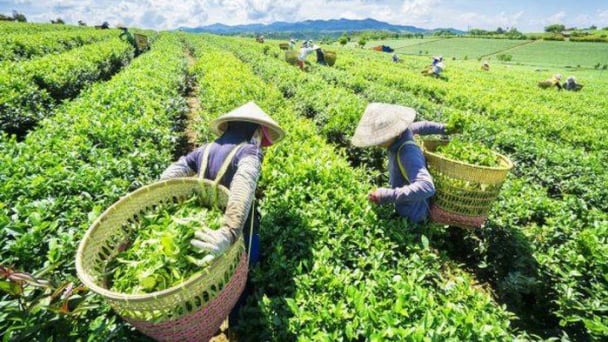 Ngành chè Việt Nam thoát bẫy giá rẻ bằng con đường nông nghiệp hữu cơ