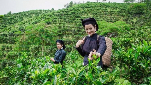 Giữ hồn quê từ cây đặc sản bản địa