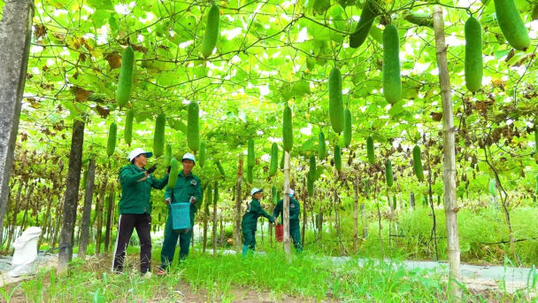 Tây Hồ phát triển vùng trồng rau an toàn, tiêu thụ ổn định