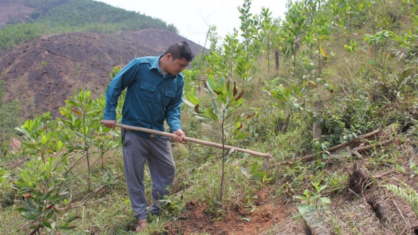 Thêm những cánh rừng xanh nơi địa đầu tổ quốc