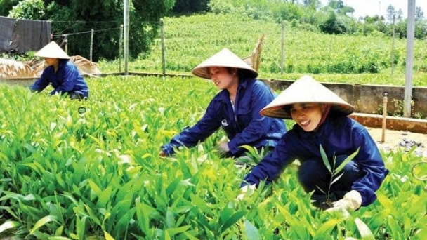 Giống cây chất lượng cao cho rừng xanh rì rào