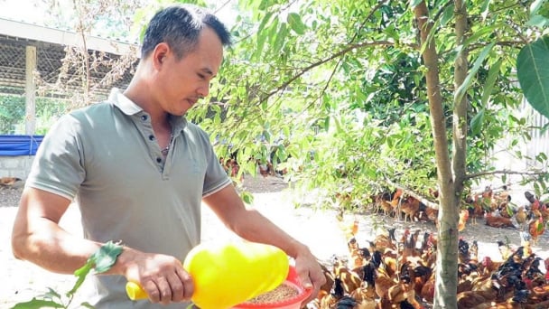 Bí quyết để gà thả vườn phát triển tốt trong mùa nắng nóng