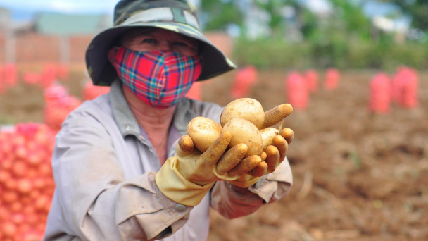 Lãi cả trăm triệu đồng từ vườn khoai tây vàng
