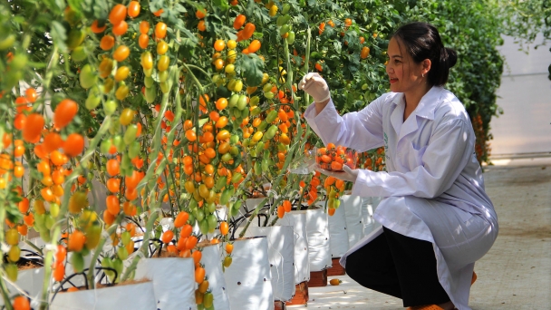 Đăk Lăk hướng tới sản xuất nông nghiệp hữu cơ