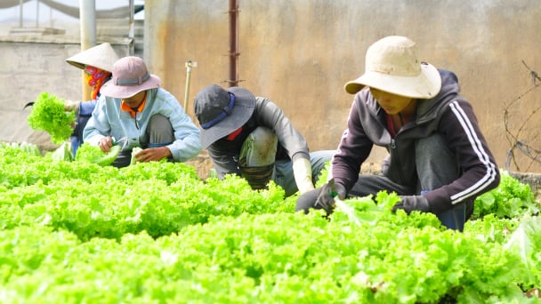 Lâm Đồng tiếp tục hỗ trợ 420 tấn rau cho người dân vùng dịch Covid-19