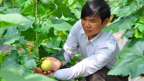 Vườn rau sạch làm không đủ bán