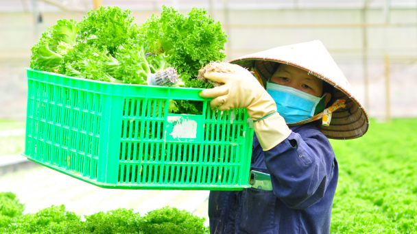 Nông dân Lâm Đồng trồng rau thủy canh xuất đi Hàn Quốc