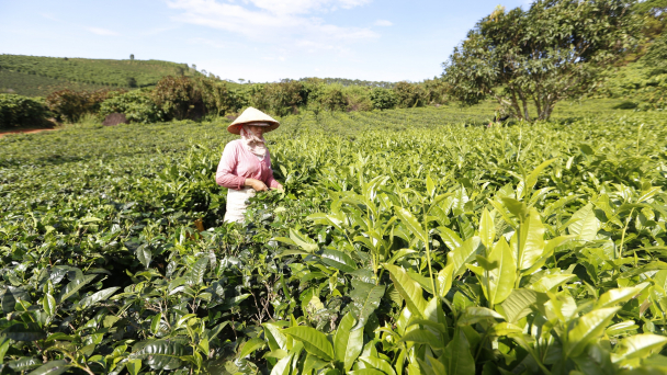 Cautioning against the use of chemicals to color tea