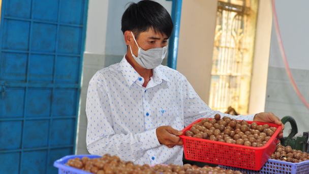 Mắc ca vào vụ thu hoạch, lợi nhuận cao
