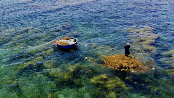Preserving the sargassum forest in the blue sea